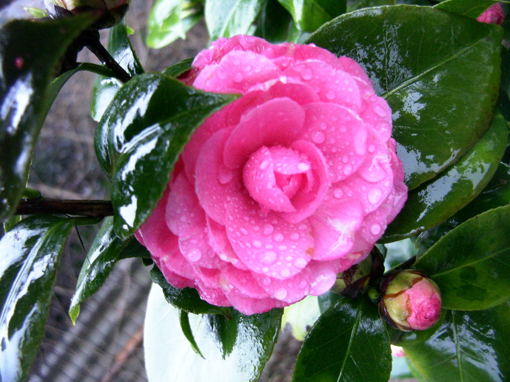 按此在新視窗瀏覽圖片