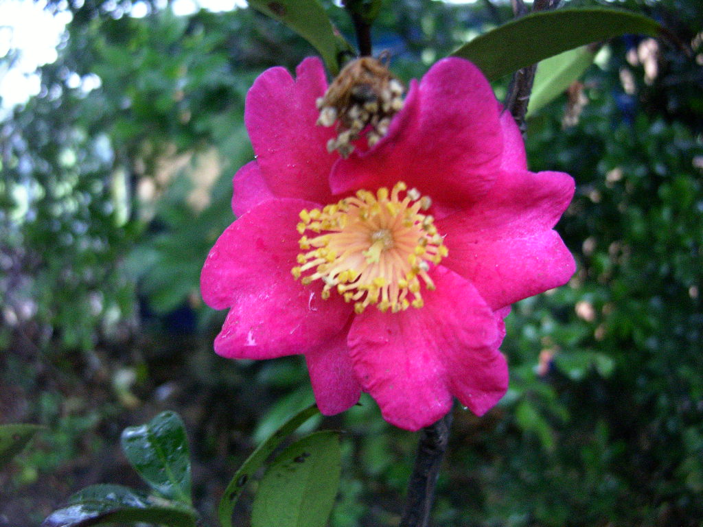 按此在新視窗瀏覽圖片