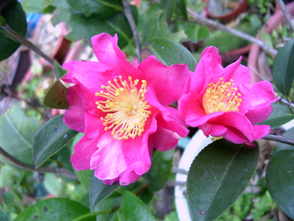 按此在新視窗瀏覽圖片