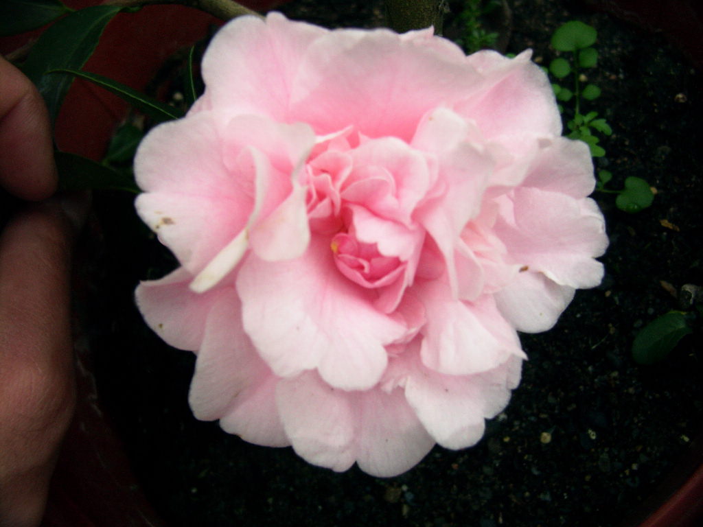 按此在新視窗瀏覽圖片