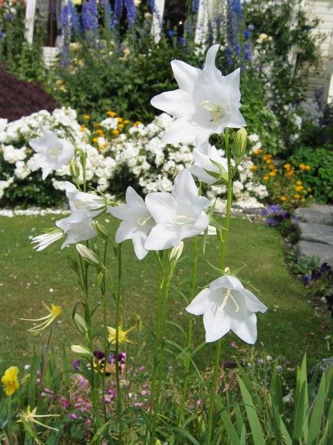 按此在新視窗瀏覽圖片