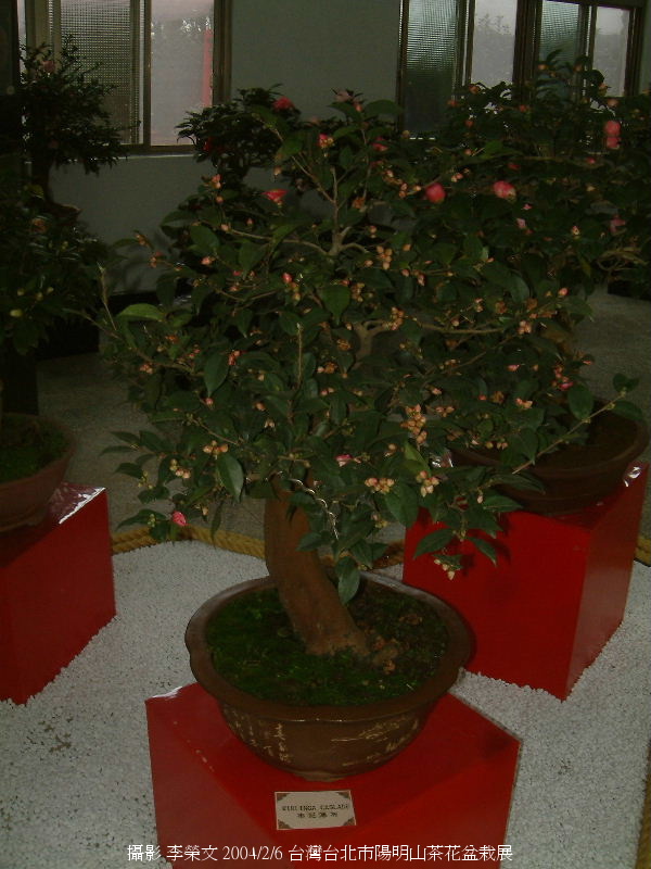 按此在新視窗瀏覽圖片