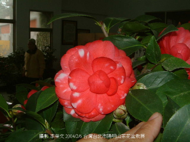 按此在新視窗瀏覽圖片