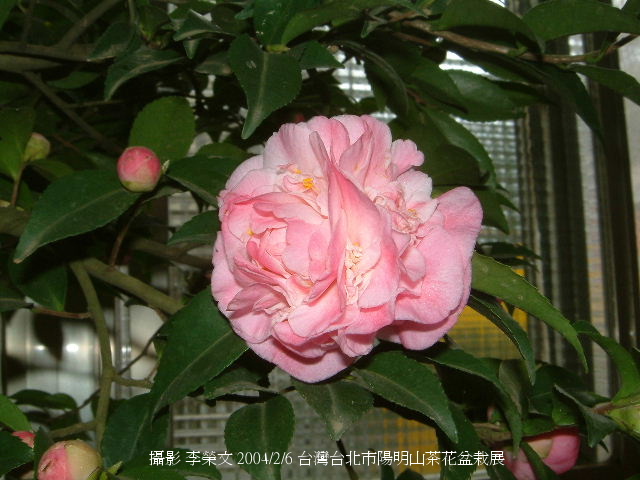 按此在新視窗瀏覽圖片