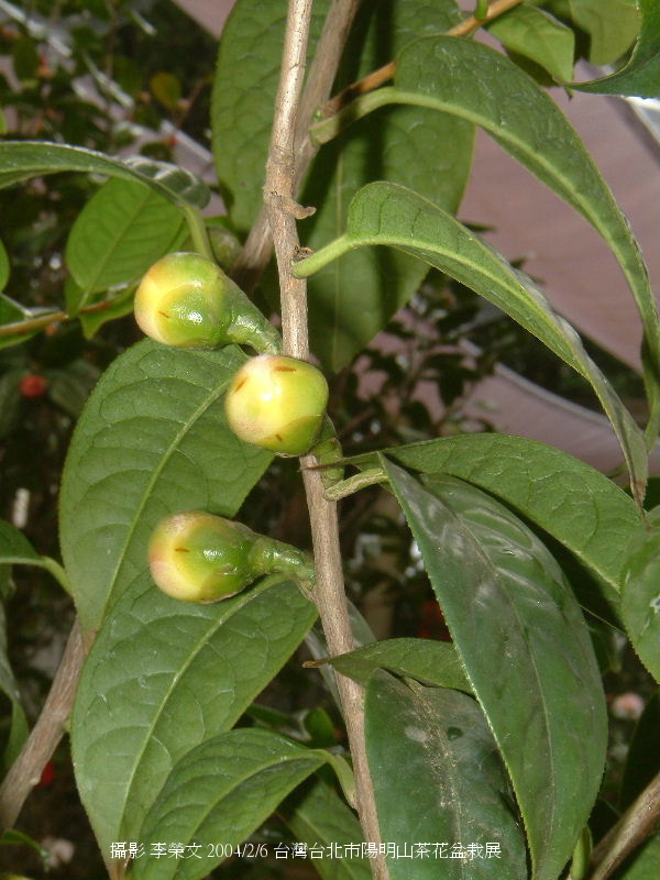 按此在新視窗瀏覽圖片