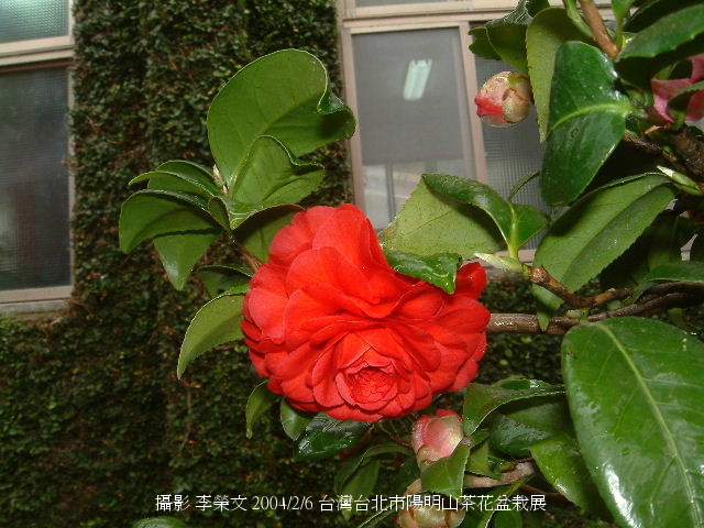 按此在新視窗瀏覽圖片