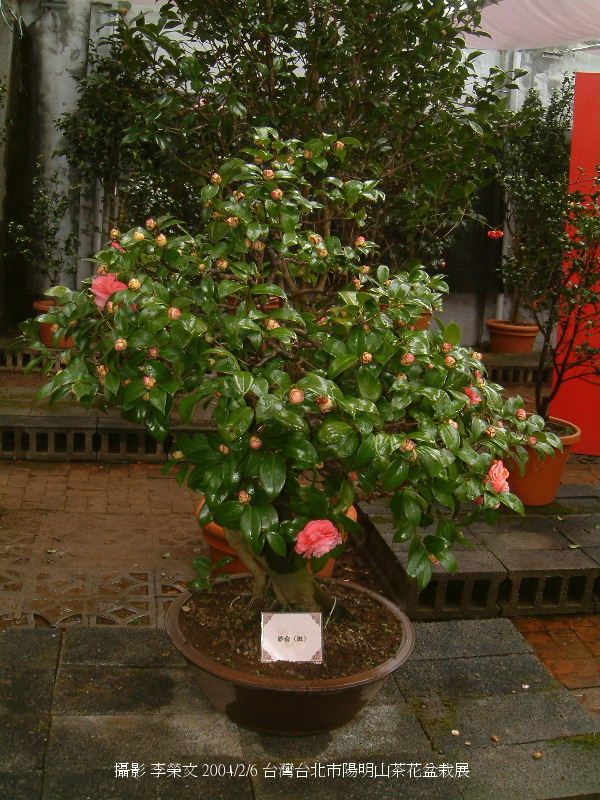 按此在新視窗瀏覽圖片