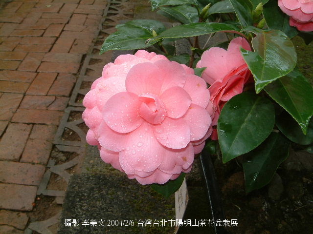 按此在新視窗瀏覽圖片