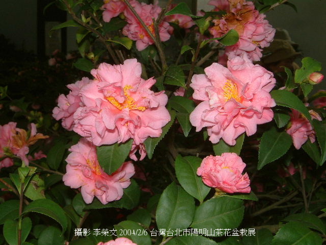 按此在新視窗瀏覽圖片