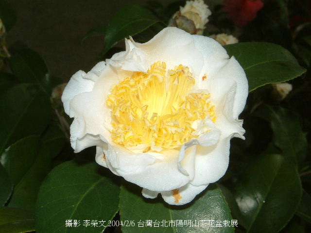 按此在新視窗瀏覽圖片