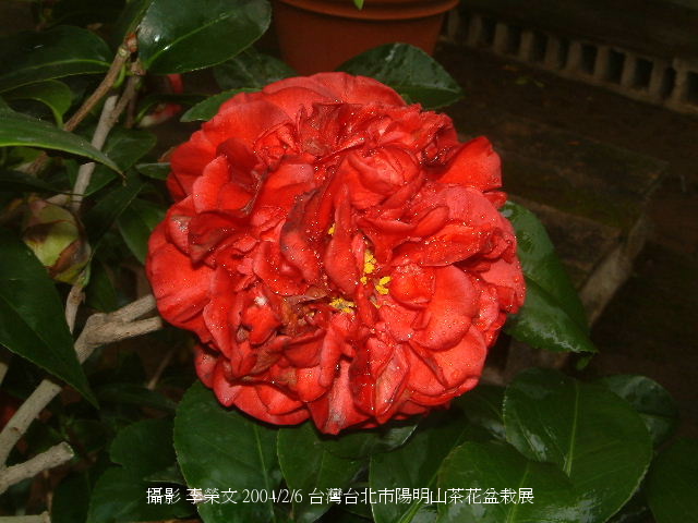 按此在新視窗瀏覽圖片