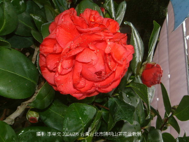 按此在新視窗瀏覽圖片