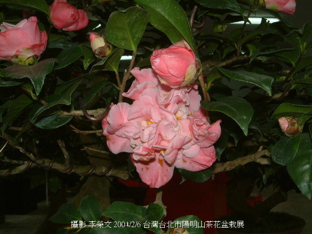 按此在新視窗瀏覽圖片