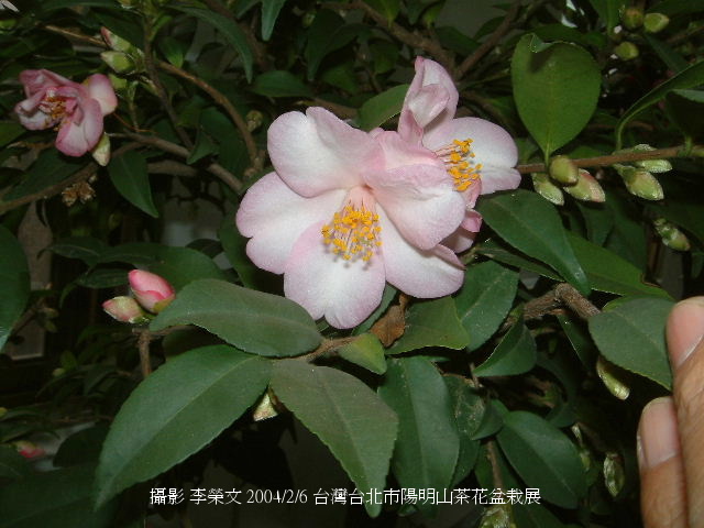 按此在新視窗瀏覽圖片