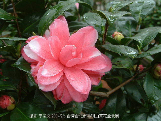 按此在新視窗瀏覽圖片