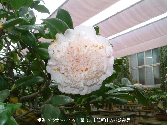 按此在新視窗瀏覽圖片