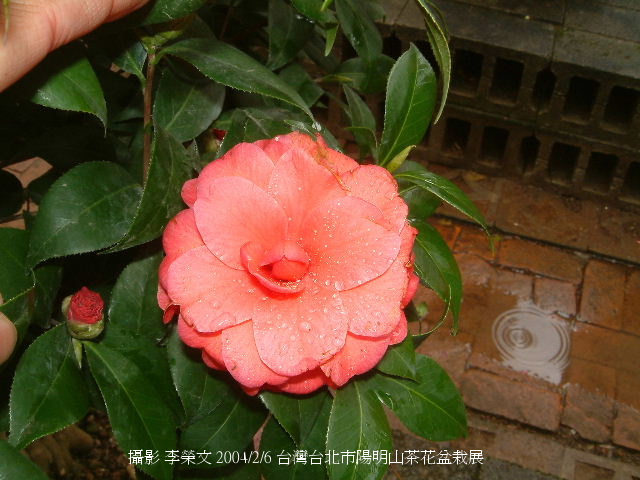 按此在新視窗瀏覽圖片