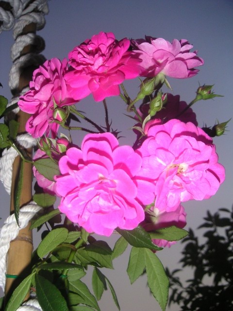 按此在新視窗瀏覽圖片