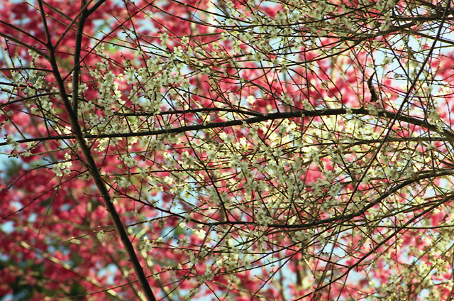 按此在新視窗瀏覽圖片