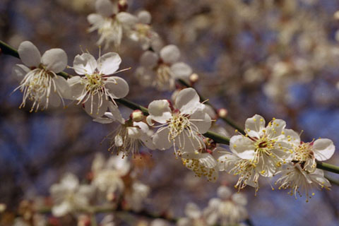 按此在新視窗瀏覽圖片