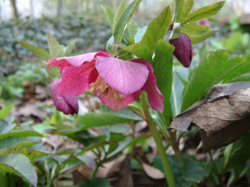 «ö¦¹¦b·sµøµ¡ÂsÄý¹Ï¤ù