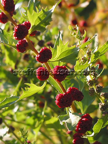 «ö¦¹¦b·sµøµ¡ÂsÄý¹Ï¤ù