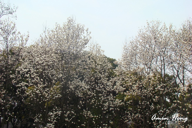 按此在新視窗瀏覽圖片