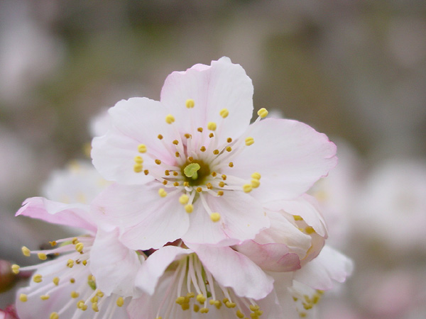 按此在新視窗瀏覽圖片