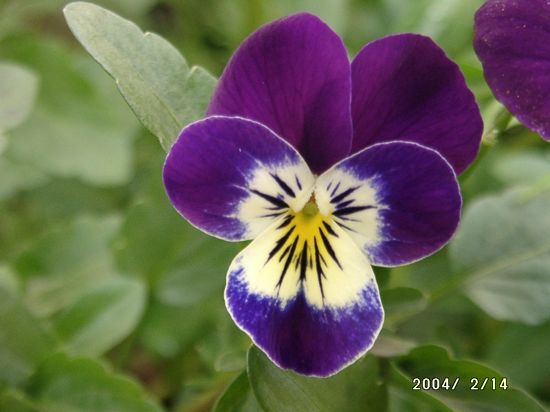 按此在新視窗瀏覽圖片