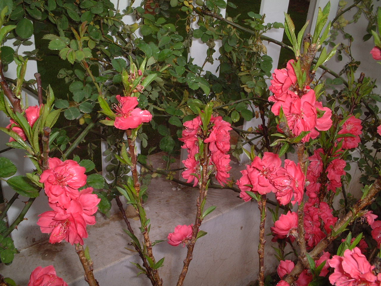 按此在新視窗瀏覽圖片