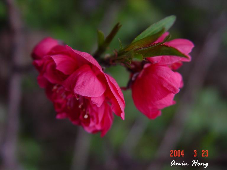 按此在新視窗瀏覽圖片