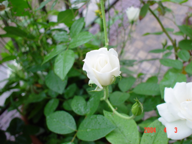 按此在新視窗瀏覽圖片