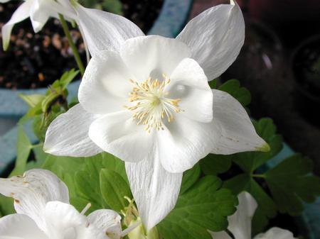 按此在新視窗瀏覽圖片