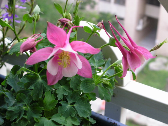 按此在新視窗瀏覽圖片