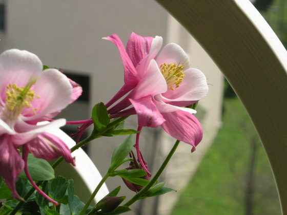 按此在新視窗瀏覽圖片