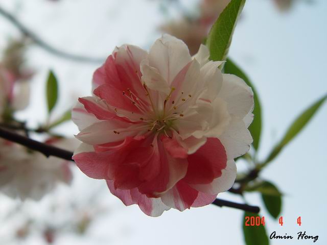 按此在新視窗瀏覽圖片