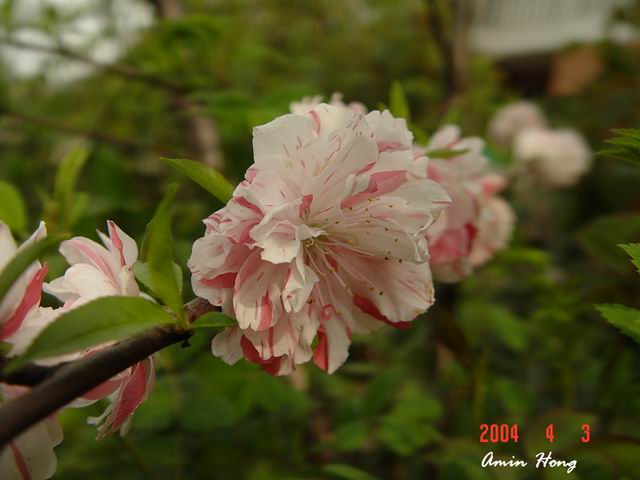 按此在新視窗瀏覽圖片