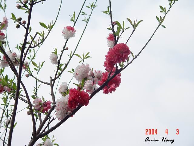 按此在新視窗瀏覽圖片