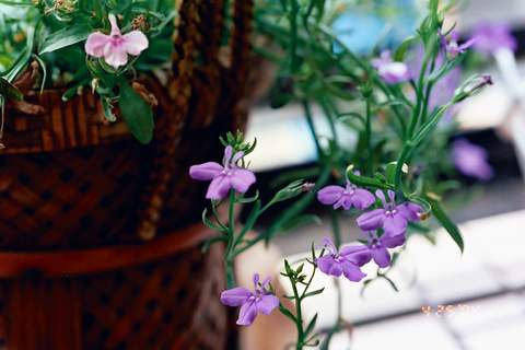 按此在新視窗瀏覽圖片