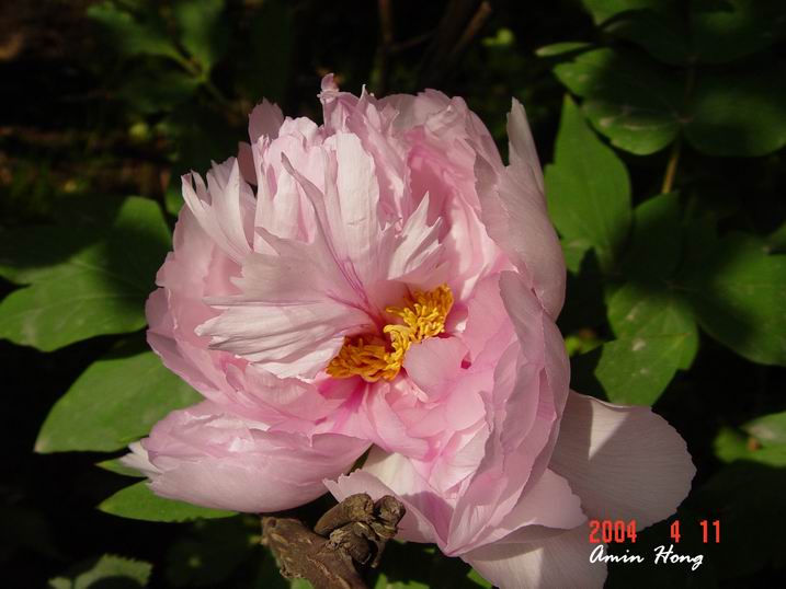 按此在新視窗瀏覽圖片