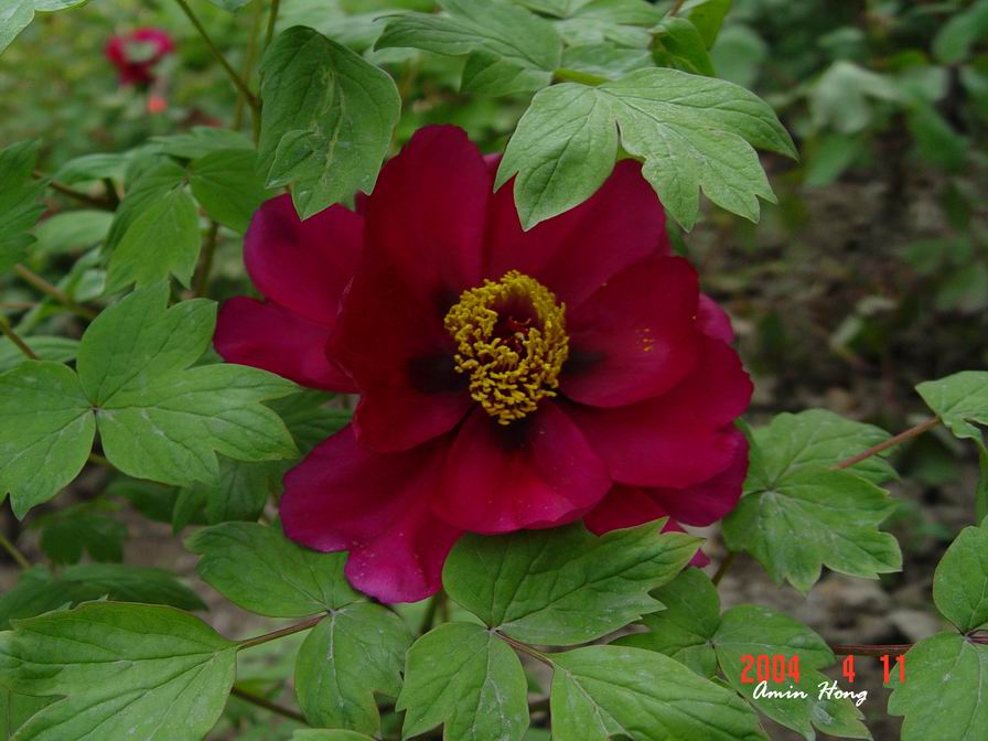 按此在新視窗瀏覽圖片