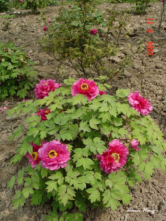 按此在新視窗瀏覽圖片