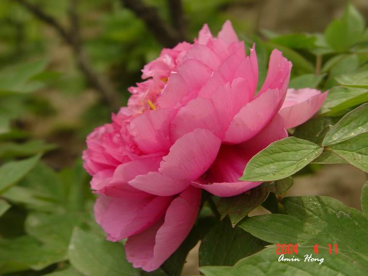 按此在新視窗瀏覽圖片