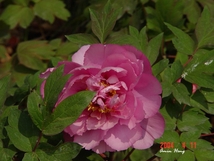 按此在新視窗瀏覽圖片