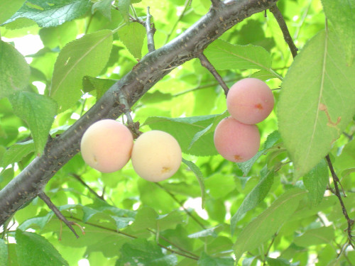 按此在新視窗瀏覽圖片