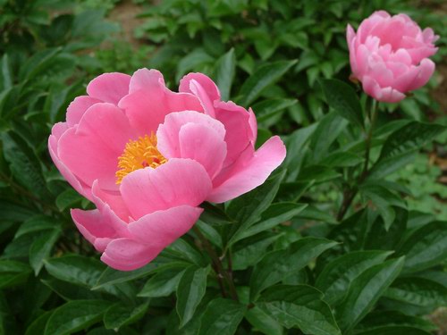 按此在新視窗瀏覽圖片