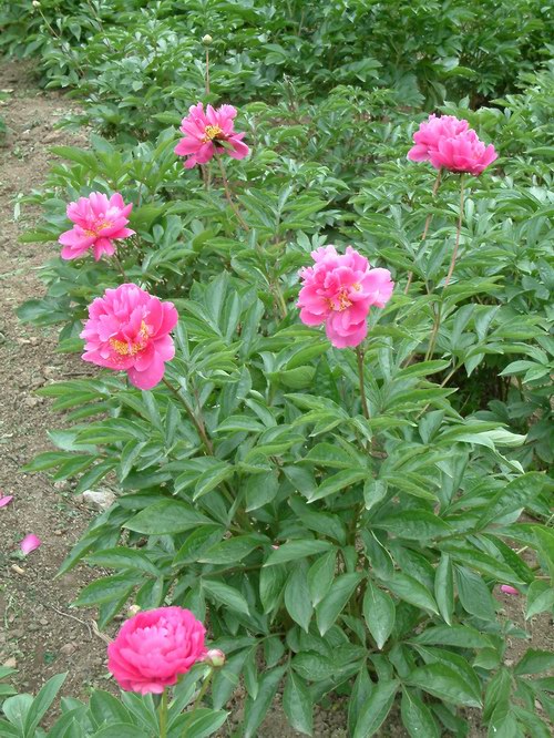 按此在新視窗瀏覽圖片