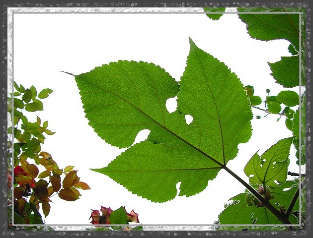 按此在新視窗瀏覽圖片