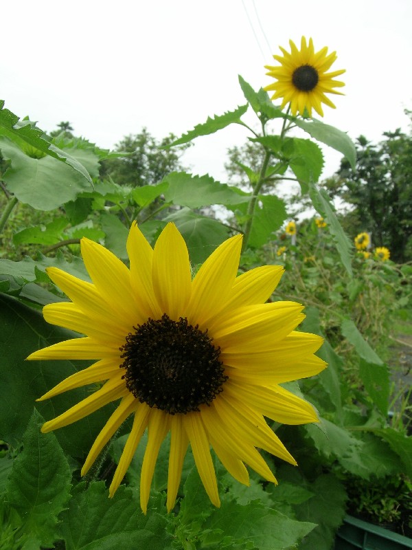 按此在新視窗瀏覽圖片