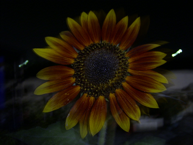 按此在新視窗瀏覽圖片